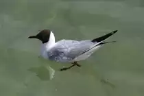 Lachm�we (Chroicocephalus ridibundus) am 10.7.2010 im Konstanzer Hafen.