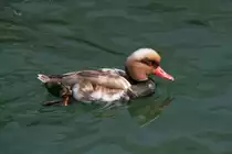 Kolbenente (Netta rufina) am 10.7.2010 im Konstanzer Hafen.