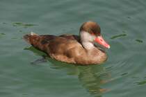 Kolbenente (Netta rufina) am 10.7.2010 im Konstanzer Hafen.