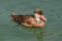 Kolbenente (Netta rufina) am 10.7.2010 im Konstanzer Hafen.