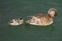 Kolbenente mit K�ken (Netta rufina) am 10.7.2010 im Konstanzer Hafen.