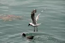 Ein Bl�sshuhn verfolgende Lachm�we, 10.7.2010 in Friedrichshafen.