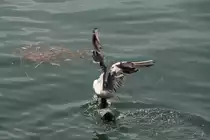 Ein Bl�sshuhn attakierende Lachm�we, 10.7.2010 in Friedrichshafen.