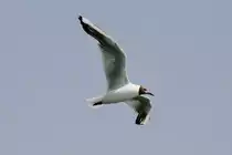 Lachm�we (Chroicocephalus ridibundus) am 10.7.2010 in Friedrichshafen.