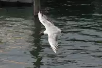 Lachm�we (Chroicocephalus ridibundus) am 10.7.2010 im Konstanzer Hafen.