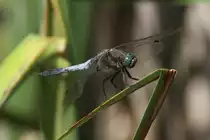 Gro�e Blaupfeil (Orthetrum cancellatum) am 11.7.2010 auf dem Affenberg bei Salem.