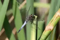 Gro�e Blaupfeil (Orthetrum cancellatum) am 11.7.2010 auf dem Affenberg bei Salem.