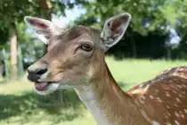 Europ�ischer Damhirsch (Dama dama dama) am 11.7.2010 auf dem Affenberg bei Salem.