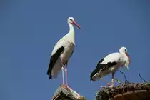 Wei�storch (Ciconia ciconia) am 11.7.2010 auf dem Affenberg bei Salem.