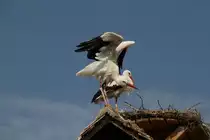 Wei�storch (Ciconia ciconia) am 11.7.2010 auf dem Affenberg bei Salem.