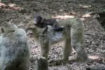 Berberaffe (Macaca sylvanus) am 11.7.2010 auf dem Affenberg bei Salem.
