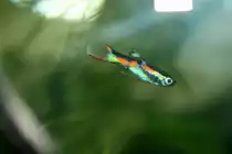 Endlers Guppy M�nnchen.