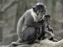 Wei�scheitelmangabe (Cercocebus atys lunulatus) im Zoo Osnabr�ck (2012).