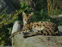 Serval (Leptailurus serval)) im Zoo Osnabr�ck (2012).