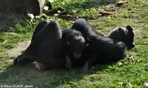 Schimpanse (Pan troglodytes). Weibchen mit Jungtier im Zoo Osnabr�ck (2012).