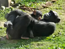 Schimpanse (Pan troglodytes). Weibchen mit Jungtier im Zoo Osnabr�ck (2012).