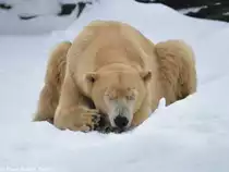 Eisb�r (Ursus maritimus). M�nnchen  Yogi  bei  Winterruhe  im Tierpark Berlin (2010).