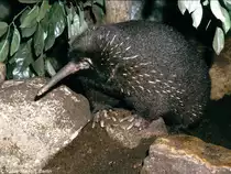 �stlicher Langschnabeligel (Zaglossus bartoni) im Zoo London.