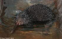 Westlicher Langschnabeligel (Zaglossus bruijnii). Mnnchen  Smaller  im Zoo Moskau (2008).