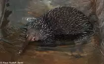 Westlicher Langschnabeligel (Zaglossus bruijnii). M�nnchen  Smaller  im Zoo Moskau (2008).