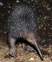 Westlicher Langschnabeligel (Zaglossus bruijnii). M�nnchen  Smaller  im Zoo Moskau (2008).