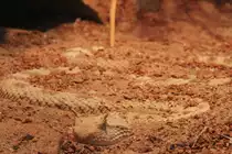 W�sten-Hornviper (Cerastes cerastes) am 11.7.2010 im Reptilienhaus Unteruhldingen.