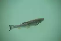 D�bel oder Aitel (Leuciscus cephalus) am 12.7.2010 im Bodensee bei der Insel Mainau.