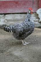 Deutscher Sperber am 12.7.2010 auf der Insel Mainau