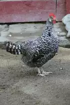 Deutscher Sperber am 12.7.2010 auf der Insel Mainau