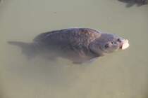 Spiegelkarpfen (Cyprinus carpio) am 12.7.2010 auf der Insel Mainau