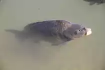 Spiegelkarpfen (Cyprinus carpio) am 12.7.2010 auf der Insel Mainau