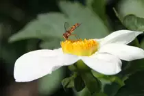 Gemeine Winterschwebfliege auch Hain-Schwebfliege (Episyrphus balteatus) am 12.7.2010 auf der Insel Mainau.