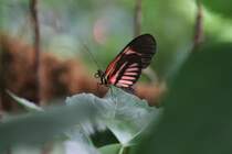 Heliconius melpomente am 12.7.2010 auf der Insel Mainau.