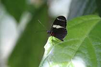 Sara Passionsfalter (Heliconius sara) am 12.7.2010 auf der Insel Mainau.