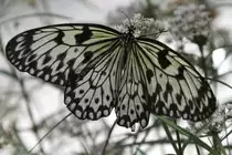 Wei�e Baumnymphe (Idea leuconoe) am 12.7.2010 auf der Insel Mainau.