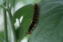Gew�hnliche Eierfliege (Hypolimnas bolina) am 12.7.2010 auf der Insel Mainau.