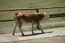 Hinterw�lder-Rind am 12.7.2010 auf der Insel Mainau.