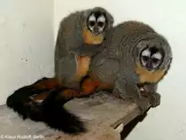 Bolivien-Nachtaffe (Aotus azarae boliviensis) im Tierpark Berlin (2007).
