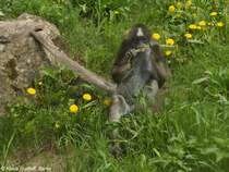 Goldstirn-Klammeraffe (Ateles hybridus) im Thringer Zoopark Erfurt (2013).