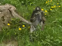 Goldstirn-Klammeraffe (Ateles hybridus) im Th�ringer Zoopark Erfurt (2013).