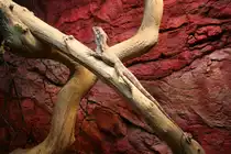 Kragenechse (Clamydosaurus kingii) w�rmt sich auf einem Ast.Skansen Aquarium am 13.12.2008.