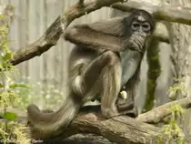 Goldstirn-Klammeraffe (Ateles hybridus) im Th�ringer Zoopark Erfurt (2013).