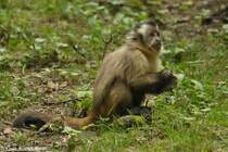 Gehaubter Kapuziner (Cebus apella) im Tierpark Cottbus (2012).