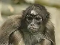 Goldstirn-Klammeraffe (Ateles hybridus) im Th�ringer Zoopark Erfurt (2013).