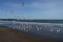 Silberm�wen am Strand von Warnem�nde (04.01.2014)