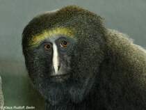 Eulenkopfmeerkatze (Cercopithcus hamlyni im Zoologischen Garten Berlin.