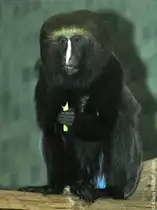 Eulenkopfmeerkatze (Cercopithcus hamlyni im Zoologischen Garten Berlin.