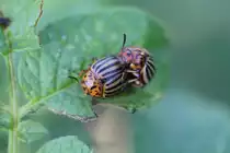 Kartoffelk�fer (Leptinotarsa decemlineata) in Action, 16.7.2010 bei Muggensturm