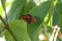 Gro�es Ochsenauge (Maniola jurtina) am 16.7.2010 bei Muggensturm.