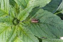 Weberknecht (Phalangium opilio) am 16.7.2010 bei Muggensturm.